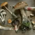 When To Take Functional Mushrooms?